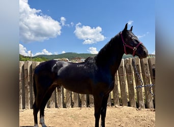 Weitere Warmblüter Mix, Wallach, 13 Jahre, 155 cm, Rappe