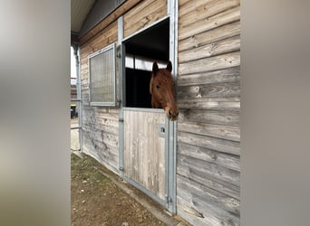 Weitere Warmblüter, Wallach, 13 Jahre, 155 cm, Rotbrauner