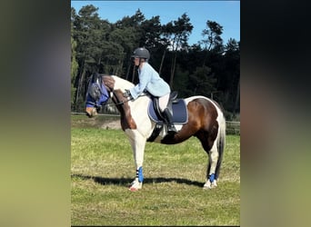 Weitere Warmblüter Mix, Wallach, 13 Jahre, 156 cm, Schecke