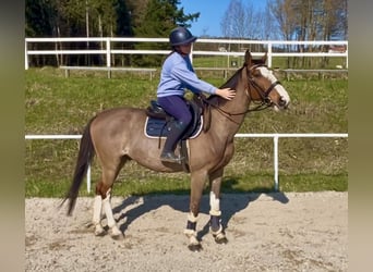 Weitere Warmblüter, Wallach, 13 Jahre, 160 cm, Brauner
