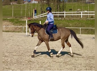 Weitere Warmblüter, Wallach, 13 Jahre, 160 cm, Brauner
