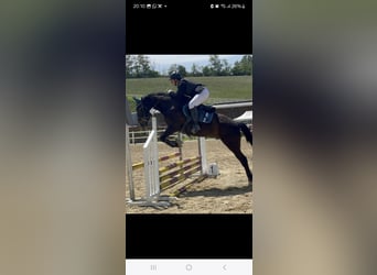 Weitere Warmblüter, Wallach, 13 Jahre, 160 cm, Dunkelbrauner