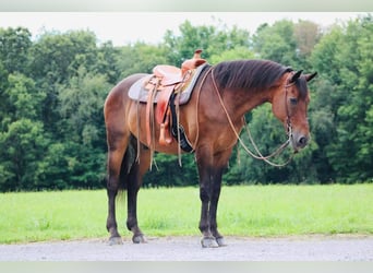 Weitere Warmblüter, Wallach, 13 Jahre, 163 cm, Rotbrauner