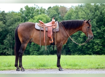 Weitere Warmblüter, Wallach, 13 Jahre, 163 cm, Rotbrauner