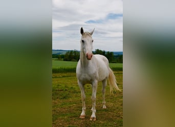 Weitere Warmblüter, Wallach, 13 Jahre, 164 cm, Schimmel