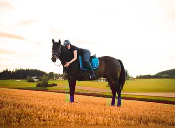 Weitere Warmblüter Mix, Wallach, 13 Jahre, 165 cm, Brauner