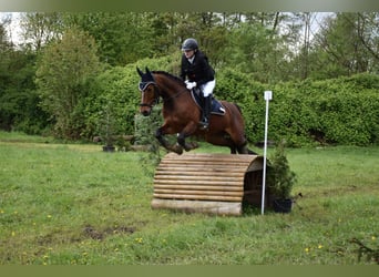 Weitere Warmblüter, Wallach, 13 Jahre, 165 cm, Brauner