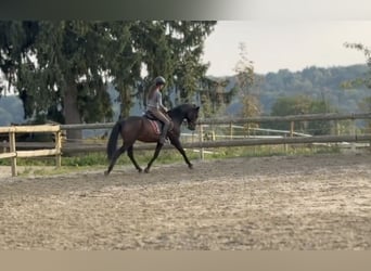 Weitere Warmblüter, Wallach, 13 Jahre, 165 cm, Rappe