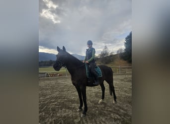 Weitere Warmblüter, Wallach, 13 Jahre, 165 cm, Schwarzbrauner