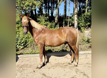 Weitere Warmblüter, Wallach, 13 Jahre, 166 cm, Fuchs