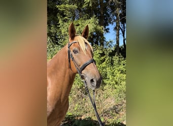Weitere Warmblüter, Wallach, 13 Jahre, 166 cm, Fuchs
