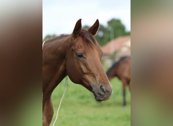 Weitere Warmblüter, Wallach, 13 Jahre, 167 cm, Dunkelfuchs