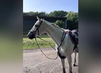 Weitere Warmblüter, Wallach, 13 Jahre, 167 cm, Schimmel