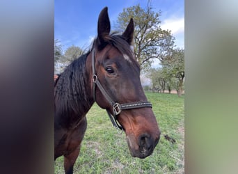 Weitere Warmblüter, Wallach, 13 Jahre, 168 cm, Dunkelbrauner