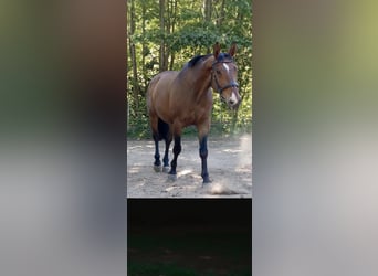 Weitere Warmblüter, Wallach, 13 Jahre, 169 cm, Brauner