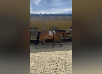 Weitere Warmblüter, Wallach, 13 Jahre, 169 cm, Brauner