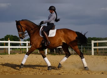 Weitere Warmblüter, Wallach, 13 Jahre, 170 cm, Brauner