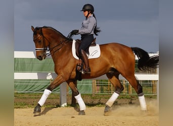 Weitere Warmblüter, Wallach, 13 Jahre, 170 cm, Brauner
