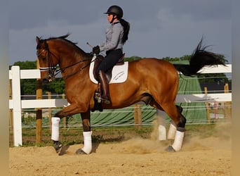 Weitere Warmblüter, Wallach, 13 Jahre, 170 cm, Brauner