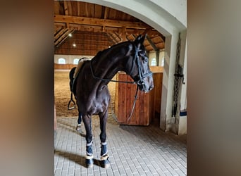 Weitere Warmblüter, Wallach, 13 Jahre, 173 cm, Schwarzbrauner