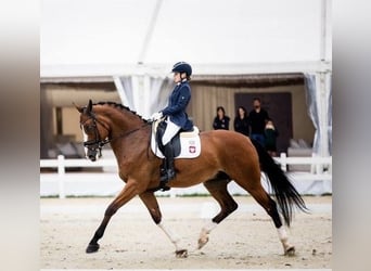 Weitere Warmblüter Mix, Wallach, 13 Jahre, 174 cm, Brauner