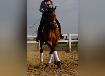 Weitere Warmblüter, Wallach, 13 Jahre, 175 cm, Brauner