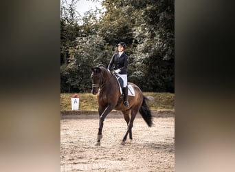 Weitere Warmblüter, Wallach, 13 Jahre, 185 cm, Dunkelbrauner