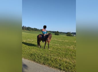 Weitere Warmblüter, Wallach, 13 Jahre, Brauner