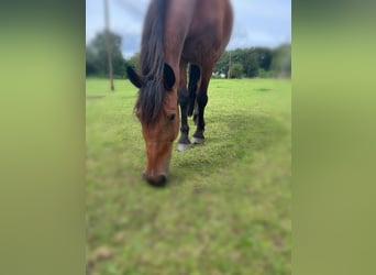 Weitere Warmblüter, Wallach, 13 Jahre