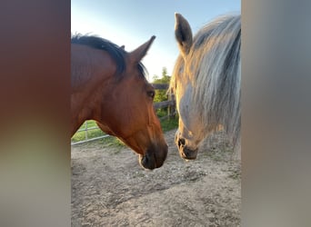 Weitere Warmblüter, Wallach, 13 Jahre