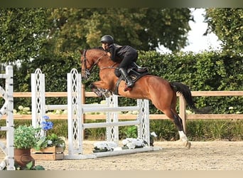 Weitere Warmblüter, Wallach, 14 Jahre, 146 cm