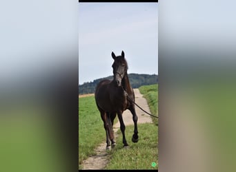 Weitere Warmblüter, Wallach, 14 Jahre, 151 cm, Dunkelbrauner