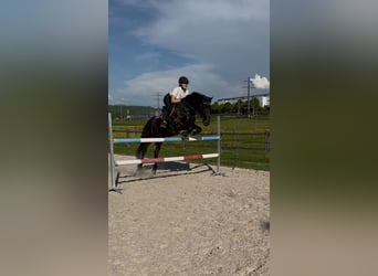 Weitere Warmblüter, Wallach, 14 Jahre, 151 cm, Dunkelbrauner