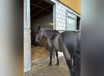 Weitere Warmblüter, Wallach, 14 Jahre, 151 cm, Dunkelbrauner