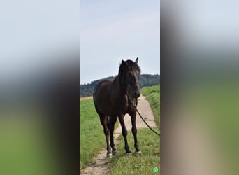 Weitere Warmblüter, Wallach, 14 Jahre, 151 cm, Dunkelbrauner
