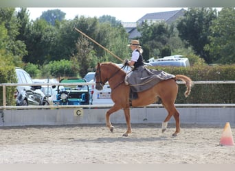 Weitere Warmblüter Mix, Wallach, 14 Jahre, 153 cm, Fuchs