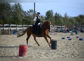 Weitere Warmblüter Mix, Wallach, 14 Jahre, 153 cm, Fuchs