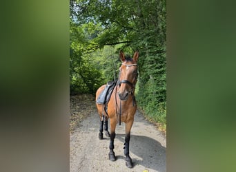 Weitere Warmblüter, Wallach, 14 Jahre, 162 cm, Brauner