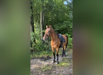 Weitere Warmblüter, Wallach, 14 Jahre, 162 cm, Brauner