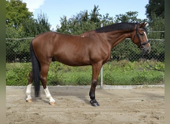 Weitere Warmblüter, Wallach, 14 Jahre, 165 cm, Brauner