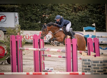 Weitere Warmblüter, Wallach, 14 Jahre, 167 cm, Brauner
