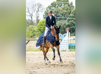 Weitere Warmblüter, Wallach, 14 Jahre, 167 cm, Brauner
