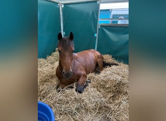 Weitere Warmblüter, Wallach, 14 Jahre, 167 cm, Brauner