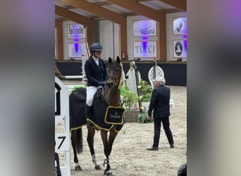 Weitere Warmblüter, Wallach, 14 Jahre, 167 cm, Brauner