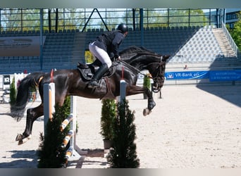 Weitere Warmblüter, Wallach, 14 Jahre, 168 cm, Rappe
