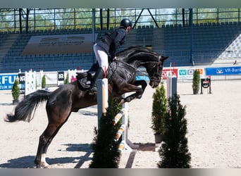 Weitere Warmblüter, Wallach, 14 Jahre, 168 cm, Rappe