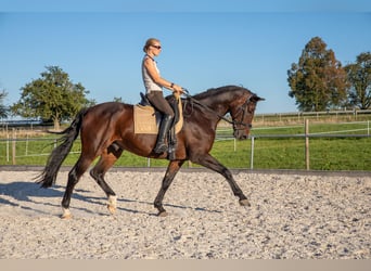 Weitere Warmblüter, Wallach, 14 Jahre, 174 cm