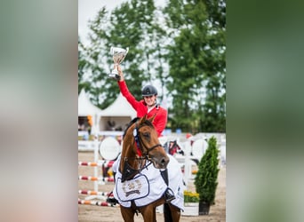 Weitere Warmblüter, Wallach, 14 Jahre, 174 cm, Rotbrauner