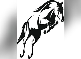 Weitere Warmblüter, Wallach, 15 Jahre, 150 cm, Dunkelbrauner