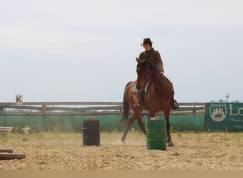 Weitere Warmblüter Mix, Wallach, 15 Jahre, 155 cm, Brauner